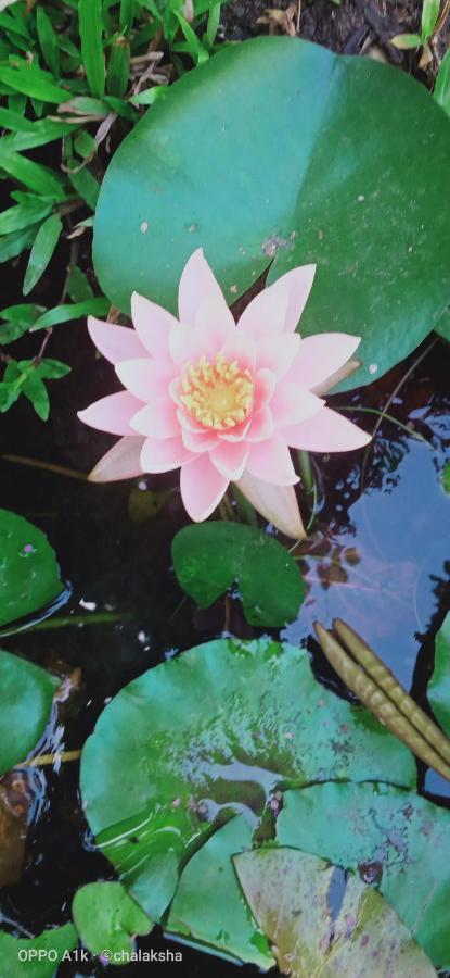 Sidhangana Home Stay Anuradhapura Esterno foto