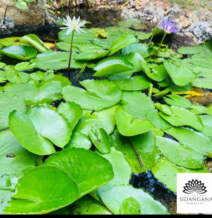 Sidhangana Home Stay Anuradhapura Esterno foto